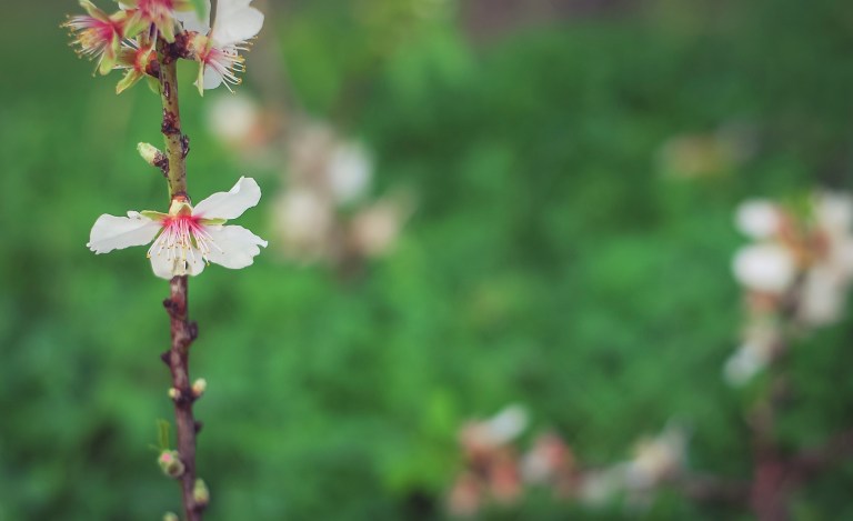 Winter in Santorini. Blooming trees
