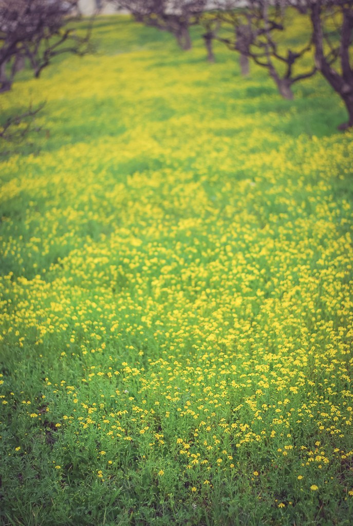 Winter in Santorini. Blooming trees