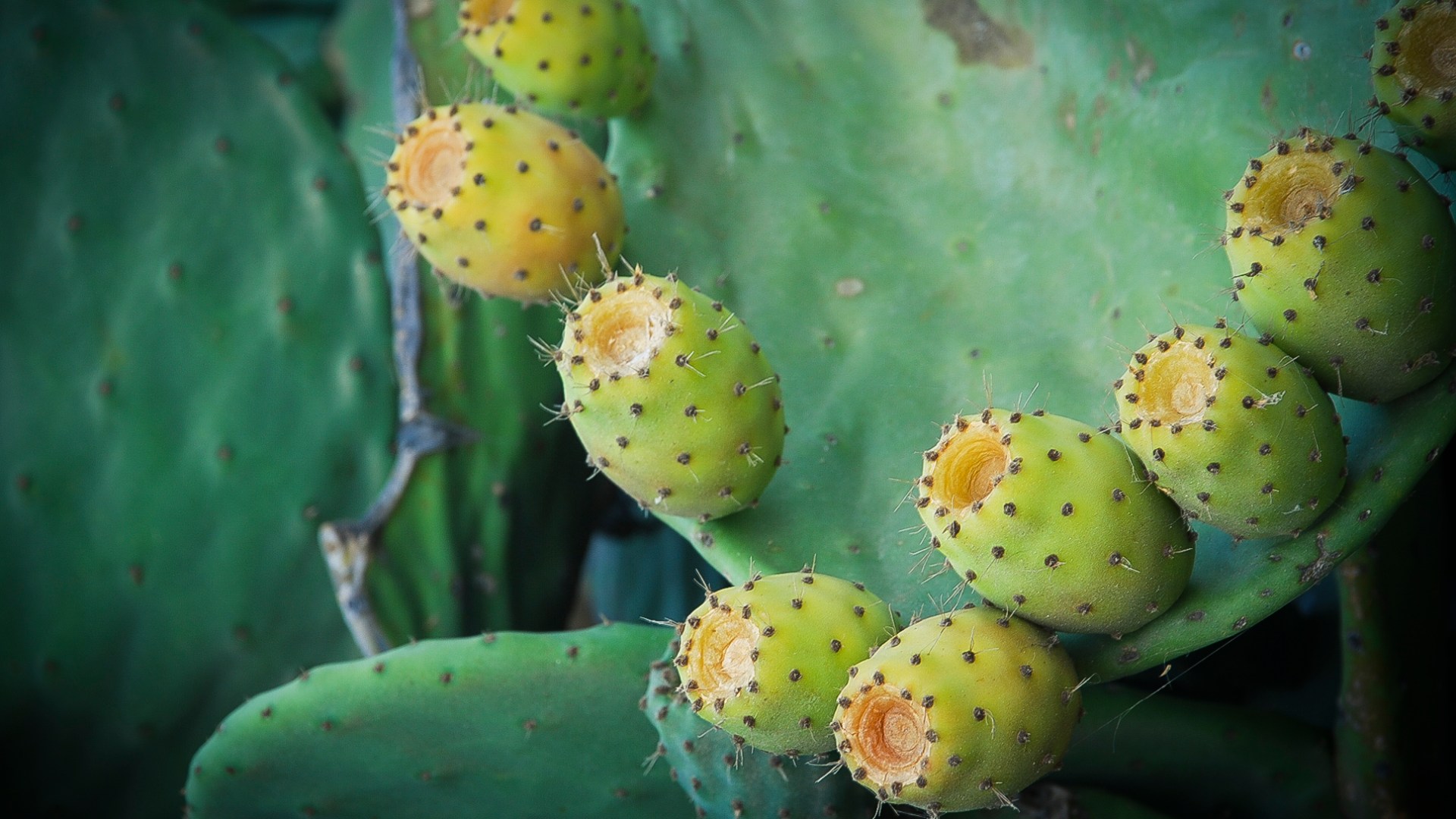 Cactus fruits. Cucumbers.