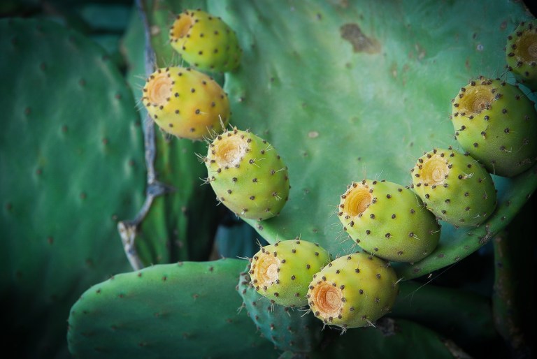Cactus fruits. Cucumbers.