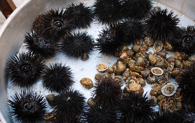just cough fresh sea urchin