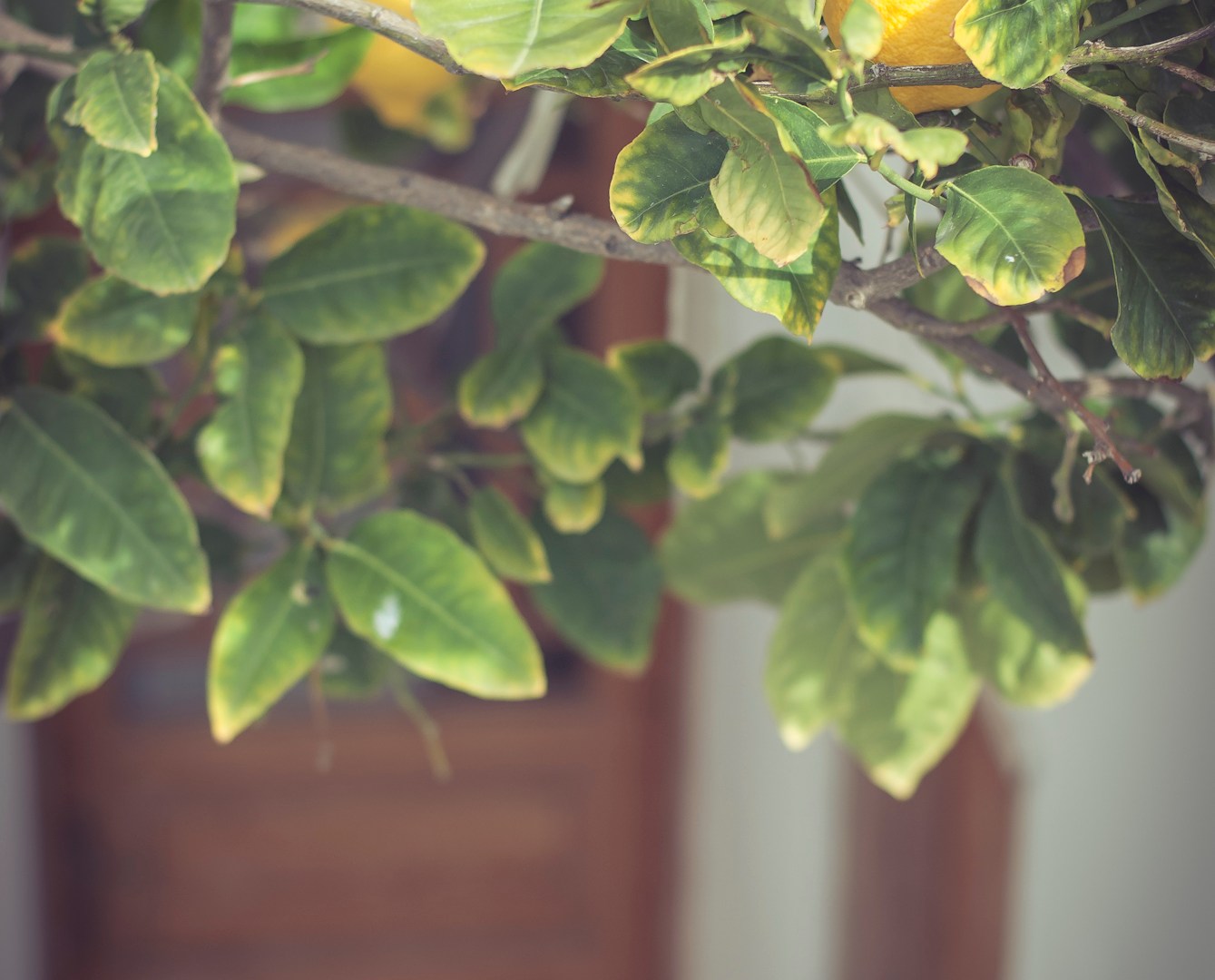 Lemon tree in Santorini