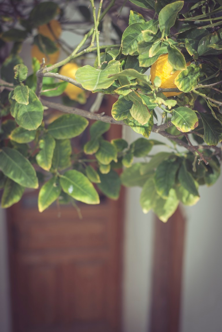 Lemon tree in Santorini