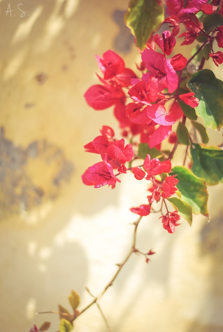 Beautiful Greek Santorini bougainvillea flower