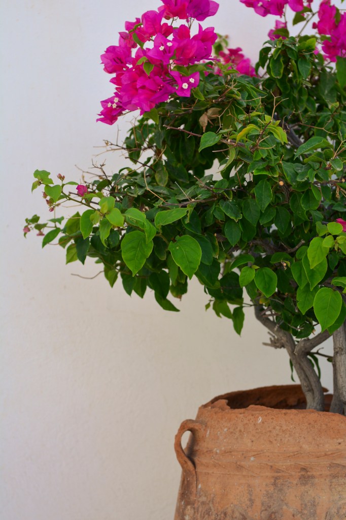 Post wedding photo session