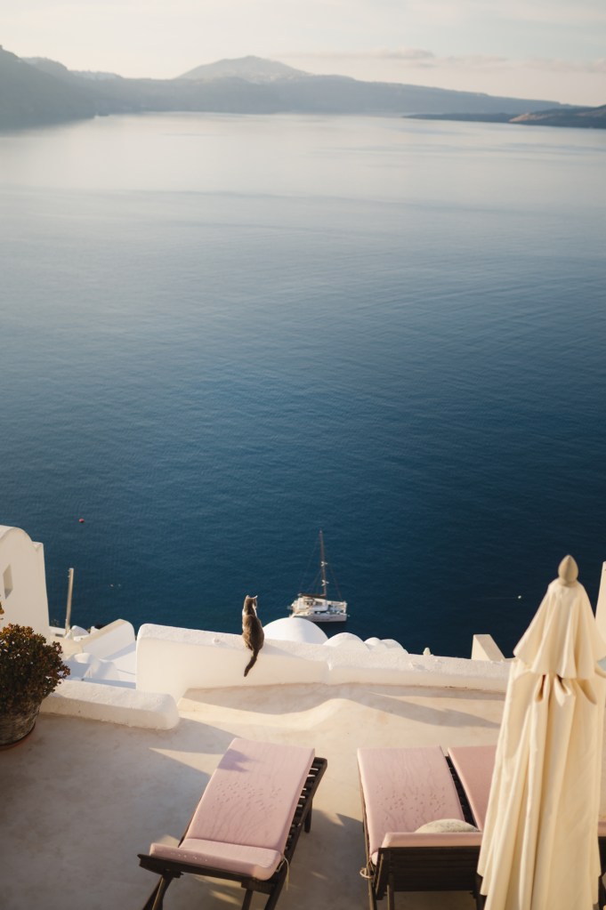 Cat looking at the caldera view in Santorini.