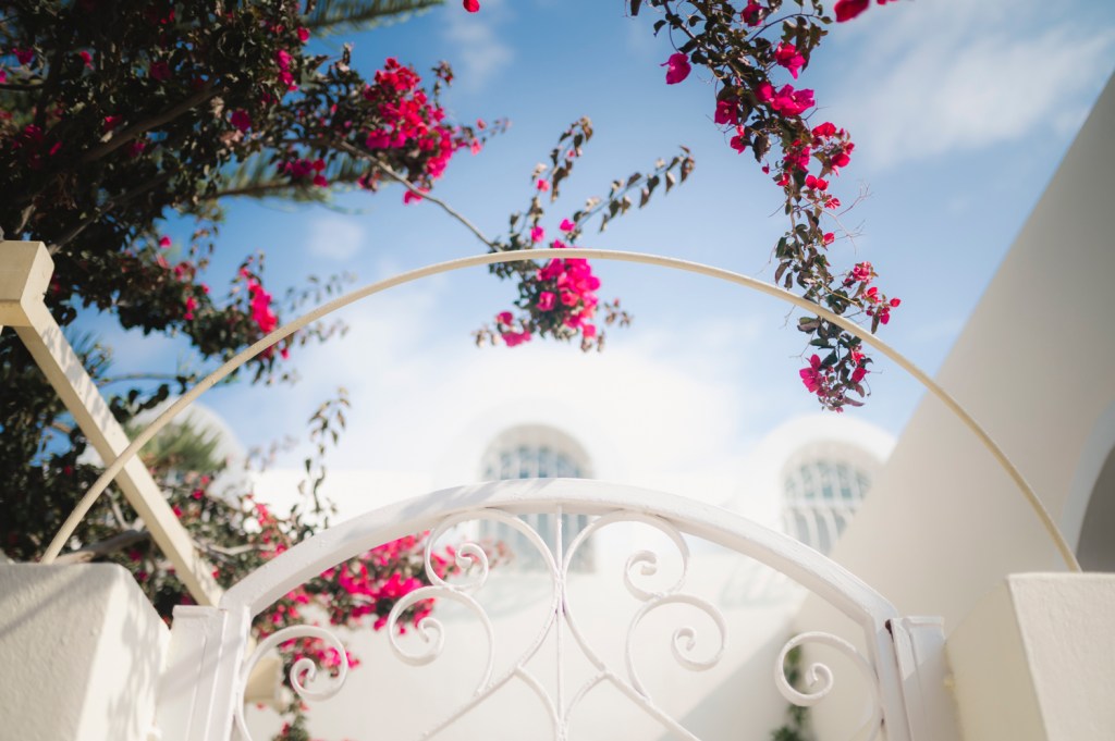 Buganvillia flower and a gate in sunny day in Santorini.